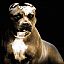 pit-bull
