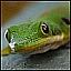 Gecko