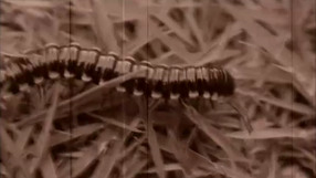 Centipede: Infestation trailer #1