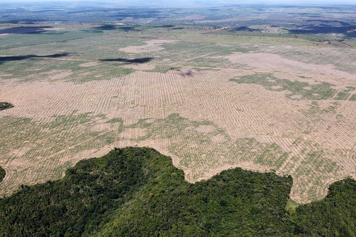 Wycięte lasy w Amazonii. Wiele z w ten sposób uzyskanych gruntów zostanie przeznaczonych na uprawę soi, którą w zdecydowanej większości wykorzystuje się do produkcji pasz dla zwierząt. / źródło zdjęcia: Ibama - Laboratoryjne mięso zyskuje na popularności - ale świata raczej nie zbawi - dokument - 2022-01-17
