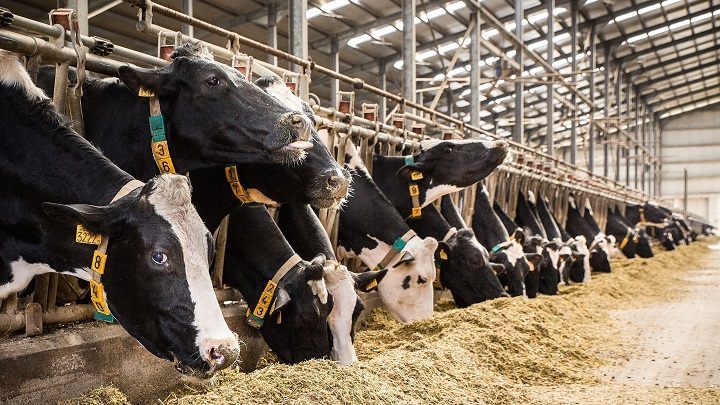 W przypadku hodowli przemysłowej widok krów błogo wałęsających się po łąkach trzeba raczej włożyć między bajki. / źródło zdjęcia: Laptaria cu Caimac - Laboratoryjne mięso zyskuje na popularności - ale świata raczej nie zbawi - dokument - 2022-01-17