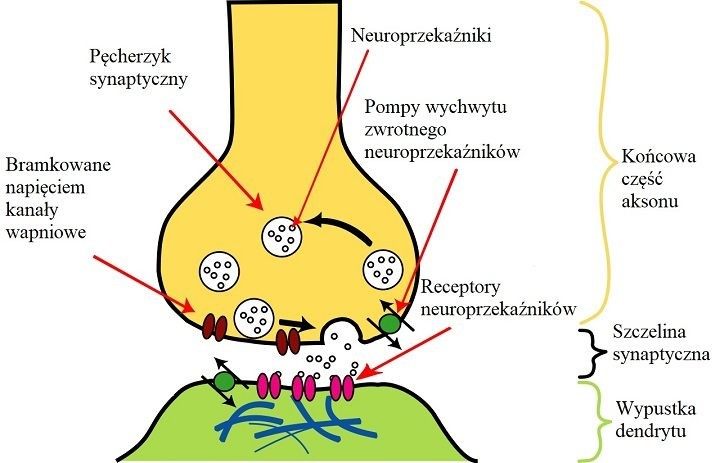 Schemat synapsy chemicznej. - Cyberpsychoza – czy od wszczepek będzie można naprawdę zwariować? - dokument - 2020-01-13