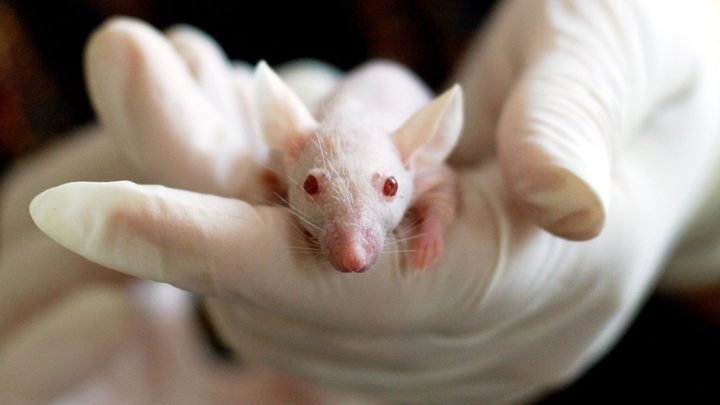 Szczury laboratoryjne szybciej znudzą się maszyną wydającą nagrody, jeśli będą dostawały je za każdym naciśnięciem guzika. - 2018-05-03