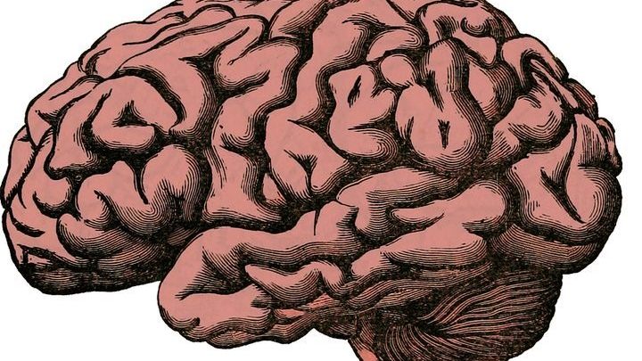 Układ limbiczny w mózgu steruje naszym zachowaniem w taki sposób, żebyśmy walczyli o nagrody i unikali szkody. - 2018-05-03