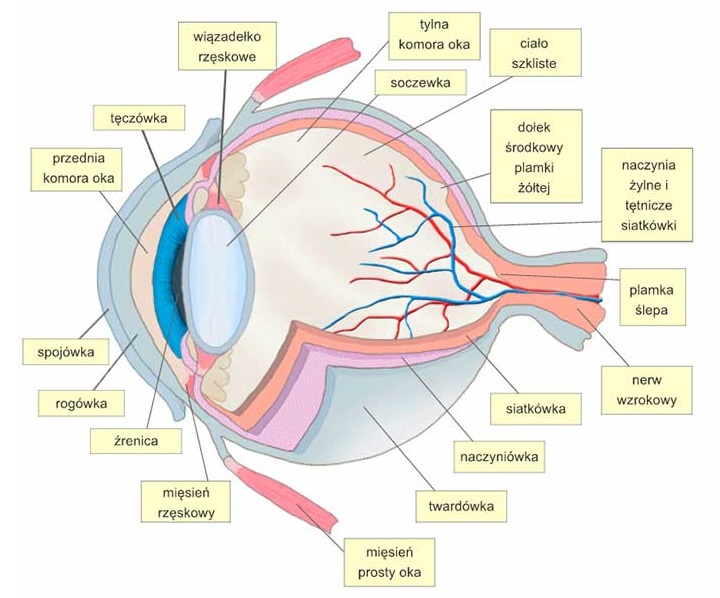 Budowa oka / źródło: https://www.medianauka.pl - Oczy a granie | Jak dbać o oczy przy komputerze? - dokument - 2021-03-11