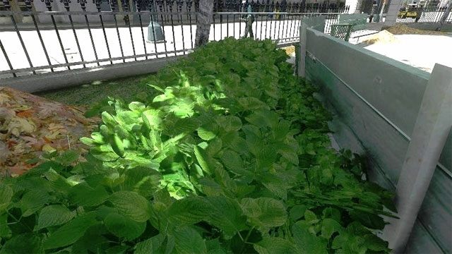 Grand Theft Auto IV mod BisonSales Summer Vegetation Pack