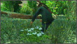 Cel: Zbierz 6x Wild Feverfew , szukaj w okolicy Hennigans Stead i Cholla Springs - Survivalist | Wyzwania | Red Dead Redemption - Red Dead Redemption - poradnik do gry