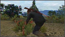 Cel: Zbierz 4x Red Sage , szukaj w okolicy Rio Bravo - Survivalist | Wyzwania | Osiągnięcia | Red Dead Redemption - Red Dead Redemption - poradnik do gry