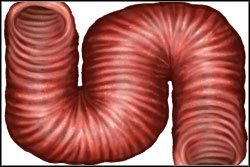 Tak oto wygląda cała droga w przełyku - Bronchoskopia | Podstawy House M.D. - House M.D. - poradnik do gry