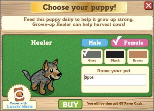 Psiak chyba zobaczył już swojego pana - Pieski | Inne | FarmVille - FarmVille - poradnik do gry