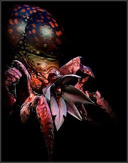 Składniki z krabopająka - Potwory | Bestiariusz w Wiedźmin 2 Zabójcy Królów - Wiedźmin 2: Zabójcy Królów - poradnik do gry