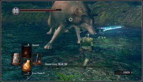 W późniejszej fazie walki wilk będzie ranny [1] i jego ruchy staną się wyjątkowo powolne - Great Grey Wolf Sif | Jak zabić bossa w Dark Souls - Dark Souls - poradnik do gry