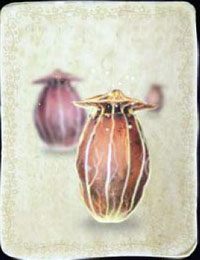 [KARTA nr 7] - Etap I - piórka | Lista kart - Botanicula - Botanicula - poradnik do gry