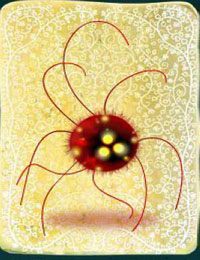 [KARTA nr 83] - Etap V - kurczaki | Lista kart - Botanicula - Botanicula - poradnik do gry