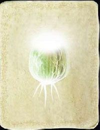 [KARTA nr 102] - Etap VI - symbole żywiołów (2) | Lista kart - Botanicula - Botanicula - poradnik do gry