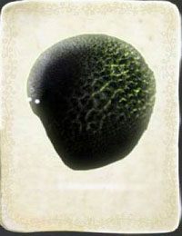 [KARTA nr 116] - Etap VI - symbole żywiołów (2) | Lista kart - Botanicula - Botanicula - poradnik do gry