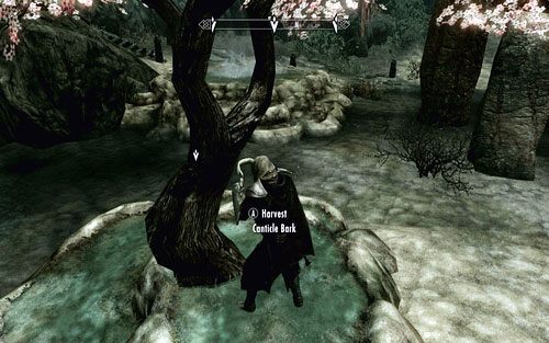 Gdy podniesiesz już przedmiot, odwróć się i użyj go na stojącym za tobą drzewem - Scroll Scouting | Ścieżka Dawnguarda | The Elder Scrolls V Skyrim Dawnguard - The Elder Scrolls V: Skyrim - Dawnguard - poradnik do gry