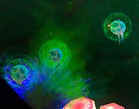 Fungal Spore - The Blightbogs | Przeciwnicy w Torchlight II - Akt III - Torchlight 2 - poradnik do gry