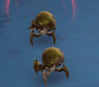 Shrapnel Scarab - Forsaken Vaults | Przeciwnicy w Torchlight II - Akt II - Torchlight 2 - poradnik do gry