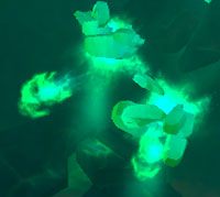 Mana Wisp - Undercurrents | Przeciwnicy w Torchlight II - Akt II - Torchlight 2 - poradnik do gry