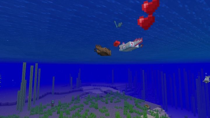Jeśli się im pomoże, obdarzą postać regeneracją zdrowia - Minecraft Caves & Cliffs: Aksolotl - występowanie, zastosowanie - Minecraft - poradnik do gry
