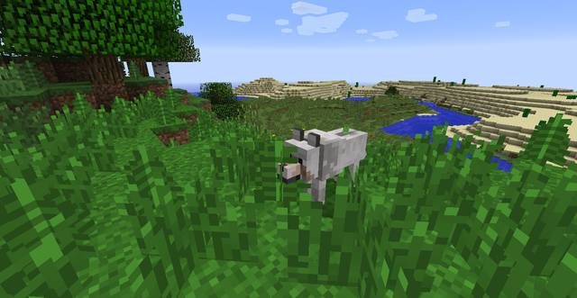 Agresywne wilki warczą i prostują swój ogon - Minecraft: Zwierzęta - moby - Minecraft - poradnik do gry