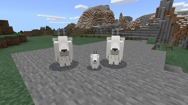 Kozy pojawiają się w wysokich górach, w niewielkich stadach (około 4 sztuk) - Minecraft Caves & Cliffs: Koza - występowanie, zastosowanie - Minecraft - poradnik do gry