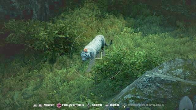 Poszukiwany tygrys charakteryzuje się unikalnym kolorem futra. - Tydzień mody w Kyracie | Aktywności w Far Cry 4 - Far Cry 4 - poradnik do gry