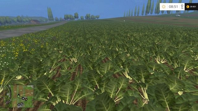 Dojrzałe buraki cukrowe. Pora na obcinanie łodyg. - Rośliny bulwiaste w Farming Simulator 15 | Uprawy - Farming Simulator 15 - poradnik do gry