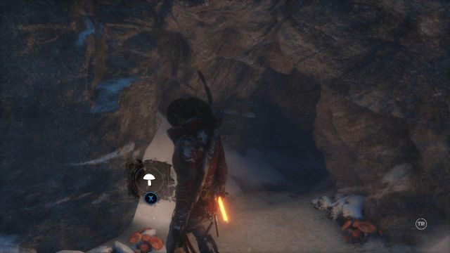 Instynkt doprowadzi Larę do jaskini pełnej trujących grzybów - Rise of the Tomb Raider: Znajdź grzyby do ulepszenia zatrutej strzały | Syberia - Rise of the Tomb Raider - poradnik do gry