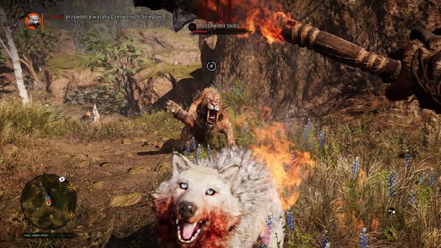 Atak z dwóch stron szybko pozbawi życia białego wilka. - Czerwone Śniegi | Polowania Władcy Zwierząt | Far Cry Primal - Far Cry Primal - poradnik do gry