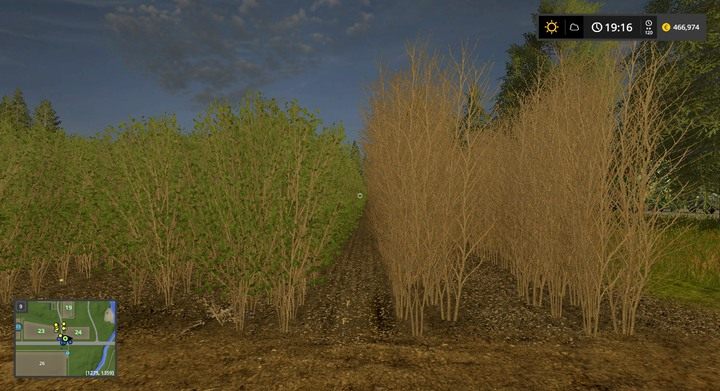 Dopiero wysuszone rośliny (po prawej) nadają się do ścięcia - Sadzenie drzew i topoli w Farming Simulator 17 | Podstawy leśnictwa - Farming Simulator 17 - poradnik do gry