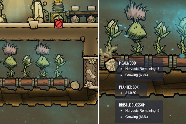 Bristle Bloosom rośnie wolniej, ale dojrzewa więcej razy w ciągu swojego cyklu niż Mealwood i jest bardziej kalorycznym oraz zdrowszym posiłkiem. - Jak zacząć w Oxygen Not Included? - Oxygen Not Included - poradnik do gry
