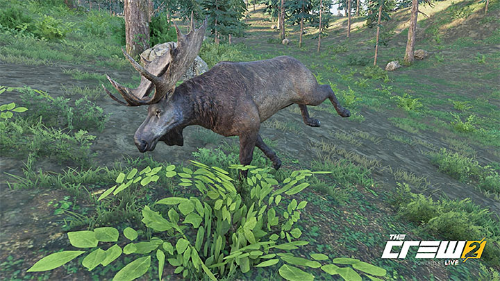 Opis: Łosie są postrzegane przez Indian jako symbol męskości i pewności siebie - Album - Offroad | Zadań fotograficznych w The Crew 2 - The Crew 2 - poradnik do gry