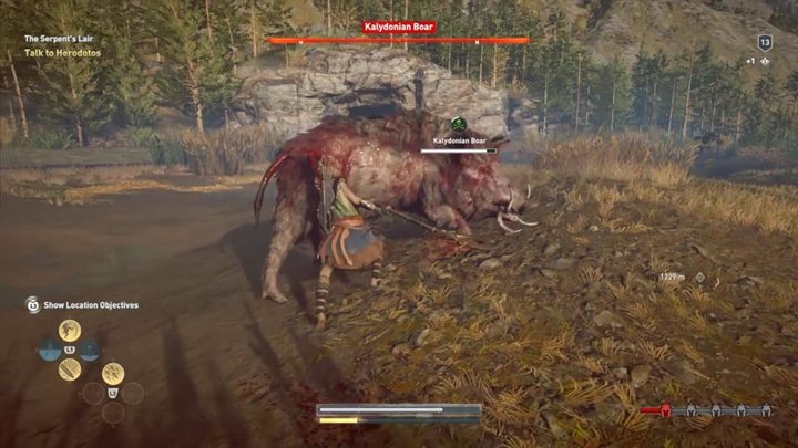 Opis: Dzik kalidoński to pierwsze z legendarnych bestii, na które musisz zapolować - Dzik kalidoński - Fokida - Polowanie na siedem bestii - Assassins Creed Odyssey - poradnik do gry