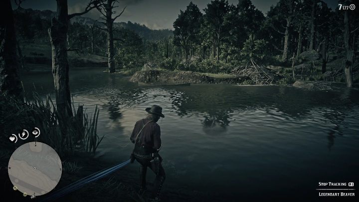 Bóbr cię nie zaatakuje, jednak, gdy się wystraszy zacznie przed tobą uciekać - Red Dead Redemption 2: Legendarny Bóbr - mapy, porady - Red Dead Redemption 2 - poradnik do gry