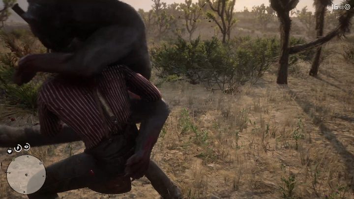 Puma jest agresywnym, niebezpiecznym zwierzęciem - Red Dead Redemption 2: Legendarna puma - mapy, porady - Red Dead Redemption 2 - poradnik do gry