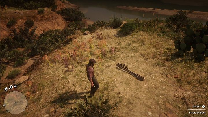 Kości te znajdują się na wzgórzu, wśród traw - Red Dead Redemption 2: Kości dinozaurów - Sekrety i znajdźki - Red Dead Redemption 2 - poradnik do gry