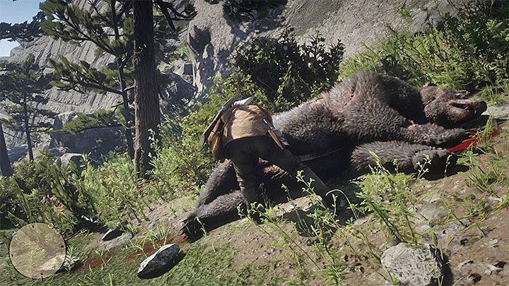 Niezależnie od wybranej techniki nie zapomnij oskórować zabitego niedźwiedzia - Red Dead Redemption 2: Legendarny niedźwiedź - jak zabić? - Red Dead Redemption 2 - poradnik do gry