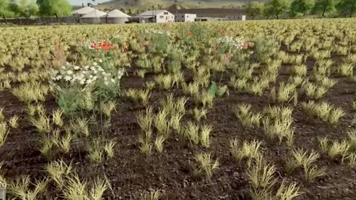 Teraz chwasty nie zajmują całej powierzchni pola, pojawiają się jako małe obszary z kilkoma niechcianymi roślinkami - Farming Simulator 19: Seasons 19 - Rośliny, uprawa - Farming Simulator 19 - poradnik do gry