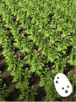 Wymagania: pług, specjalna sadzarka do ziemniaków, kombajn do zbioru ziemniaków, pojemne naczepy - Farming Simulator 19: Rośliny okopowe - ziemniaki i buraki - uprawy - Farming Simulator 19 - poradnik do gry