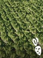 Wymagania: pług, dowolna sadzarka, kombajn do zbioru buraków cukrowych, pojemne naczepy - Farming Simulator 19: Rośliny okopowe - ziemniaki i buraki - uprawy - Farming Simulator 19 - poradnik do gry