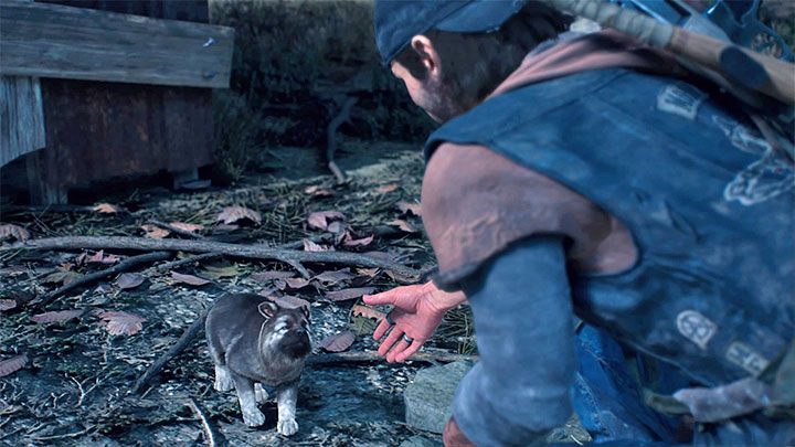 Załączy się filmik przerywnikowy, w trakcie którego szczeniak wyjdzie z kryjówki i zaprzyjaźni się z Deaconem - Days Gone: Pies - czy można pogłaskać? - Days Gone - poradnik do gry