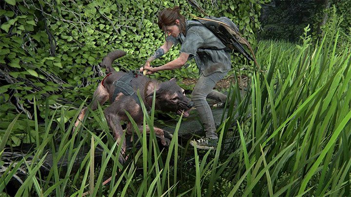 Psy obronne towarzyszą niektórym żołnierzom WLF i walczy się z nimi wyłącznie podczas grania jako Ellie - The Last of Us 2: Jak zabijać lub omijać psy obronne? - The Last of Us 2 - poradnik do gry