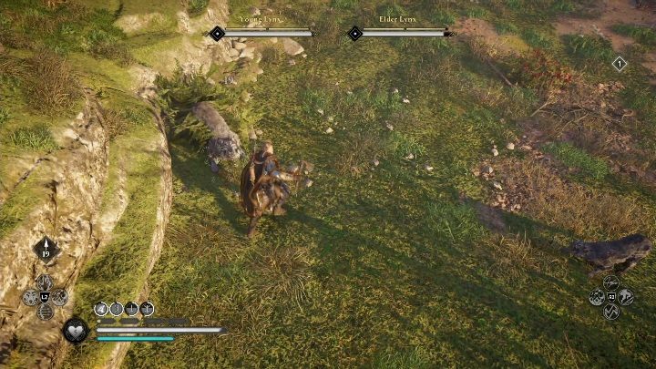 Dwa rysie są dość łatwymi przeciwnikami - Assassins Creed Valhalla: Legendarne zwierzę - Hamtunscire, sekrety, lokacje - Assassins Creed Valhalla - poradnik do gry