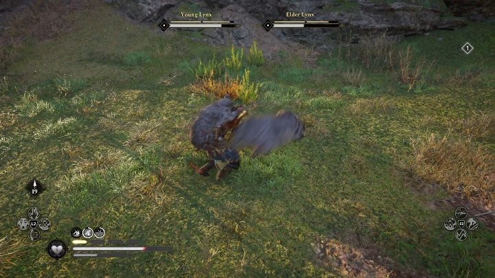 Zwierzęta są w stanie cię zaatakować tak, że trudno będzie się ochronić - Assassins Creed Valhalla: Legendarne zwierzę - Hamtunscire, sekrety, lokacje - Assassins Creed Valhalla - poradnik do gry