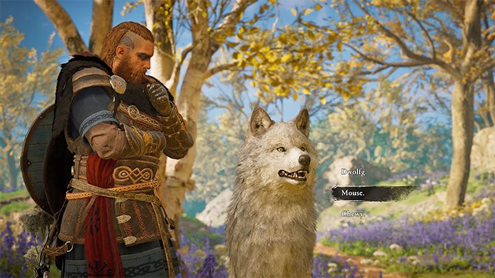 Po wyjściu na górę okaże się, że wilk jest oswojony i ma przyjazne intencje - Assassins Creed Valhalla: Czy można mieć własnego zwierzaka (pet)? - Assassins Creed Valhalla - poradnik do gry
