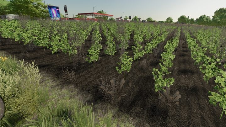 Сорняки, сожженные гербицидом, имеют коричневый цвет и не повлияют на урожай. - Farming Simulator 22: Сорняки и сорняки - Руководство по игре Farming Simulator 22