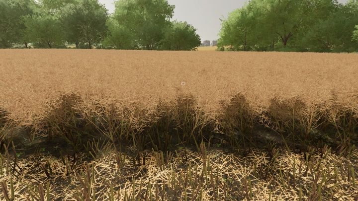 Rzepak nadaje się do zbioru dopiero, gdy wygląda jak uschnięty - Farming Simulator 22: Rzepak i soja - Farming Simulator 22 - poradnik do gry