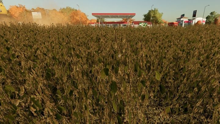 Soja nadaje się jedynie na sprzedaż - Farming Simulator 22: Rzepak i soja - Farming Simulator 22 - poradnik do gry